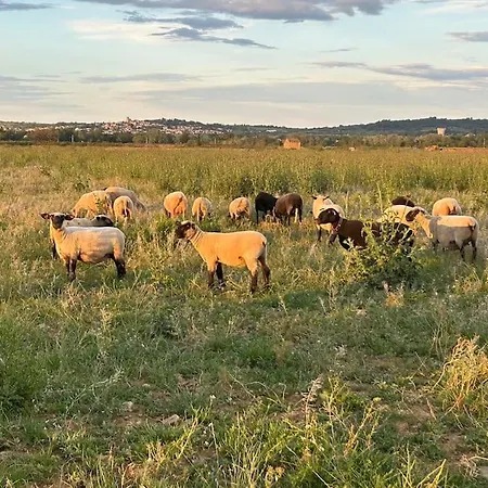 Ferme De La Garrigue Maraussan