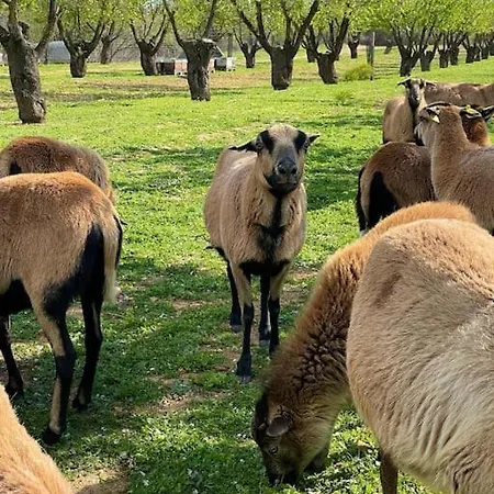 Ferme De La Garrigue Maraussan